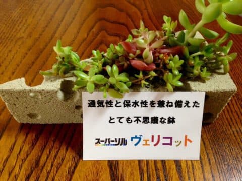寄せ植え教室のご案内